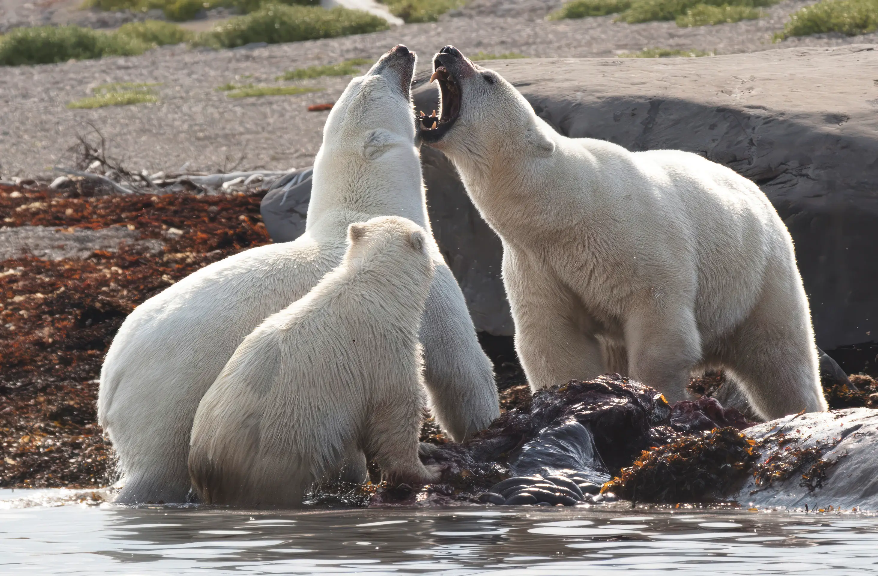 Explore Churchill's Wildlife & Northern Wonders with Lazy Bear Lodge